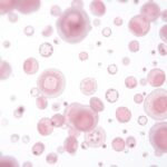 Leukocyty (białe krwinki) pod mikroskopem - obraz używany w diagnostyce leukocytów w moczu w ciąży